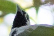 Black-winged Monarch (Monarcha frater)